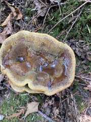 Phaeolus