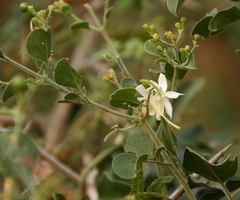 Jasminum