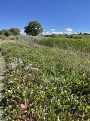 Anemopsis californica