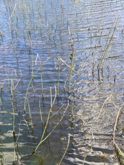 Equisetum fluviatile
