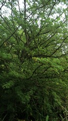 Havardia albicans