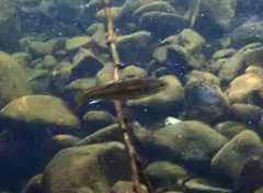 Hesperoleucus symmetricus