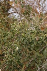 Jasminum