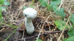 Hypomyces hyalinus