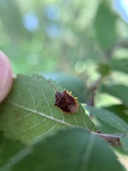 Dendrocoris humeralis