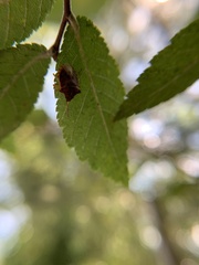 Dendrocoris humeralis