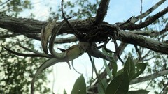Tillandsia paucifolia