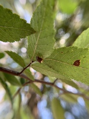 Dendrocoris humeralis