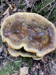 Phaeolus