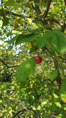 Malus prunifolia