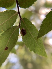 Dendrocoris humeralis