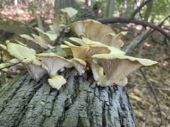 Pleurotus populinus