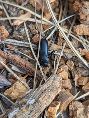 Coelocnemis dilaticollis