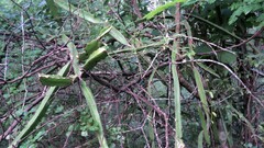 Selenicereus undatus