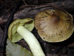 Tricholoma equestre