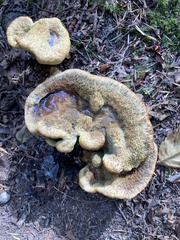 Phaeolus