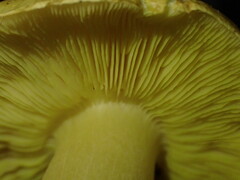 Tricholoma equestre