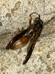 Polistes rubiginosus