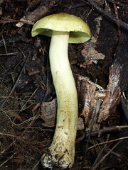 Tricholoma equestre