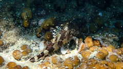 Scorpaena maderensis