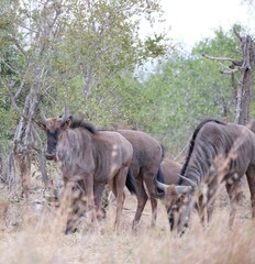 Connochaetes taurinus taurinus