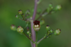 Scrophularia