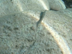 Parablennius sanguinolentus