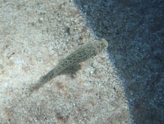 Parablennius sanguinolentus