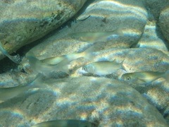Mugilidae