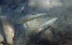 Gasterosteus aculeatus