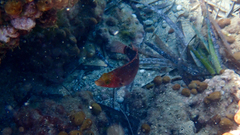 Symphodus mediterraneus