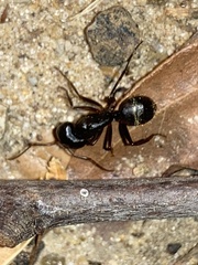 Camponotus