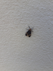 Dycladia