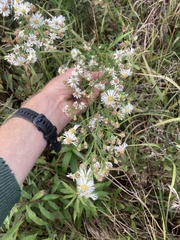 Symphyotrichum novi-belgii