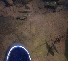 Hesperoleucus symmetricus