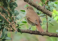 Luscinia megarhynchos