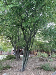 Amelanchier arborea