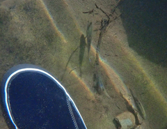 Hesperoleucus symmetricus