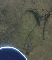 Hesperoleucus symmetricus