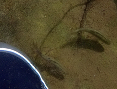 Hesperoleucus symmetricus