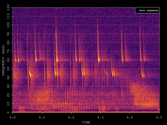 Pipistrellus pipistrellus