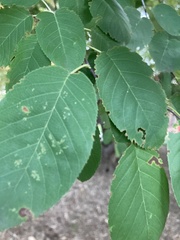 Amelanchier arborea