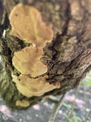 Steccherinum ochraceum