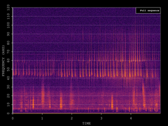 Pipistrellus pipistrellus
