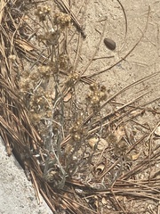 Pseudognaphalium microcephalum