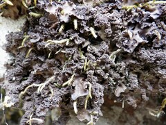 Nephroma tangeriense