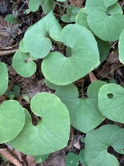 Asarum