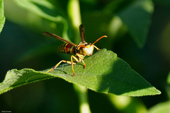 Polistes dorsalis