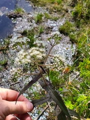 Eupatorium perfoliatum