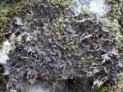 Nephroma tangeriense